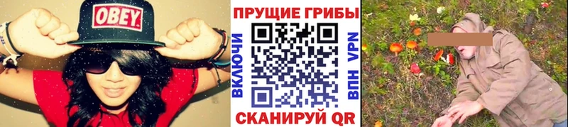 Купить где  Лянтор  Псилоцибиновые грибы Psilocybe 